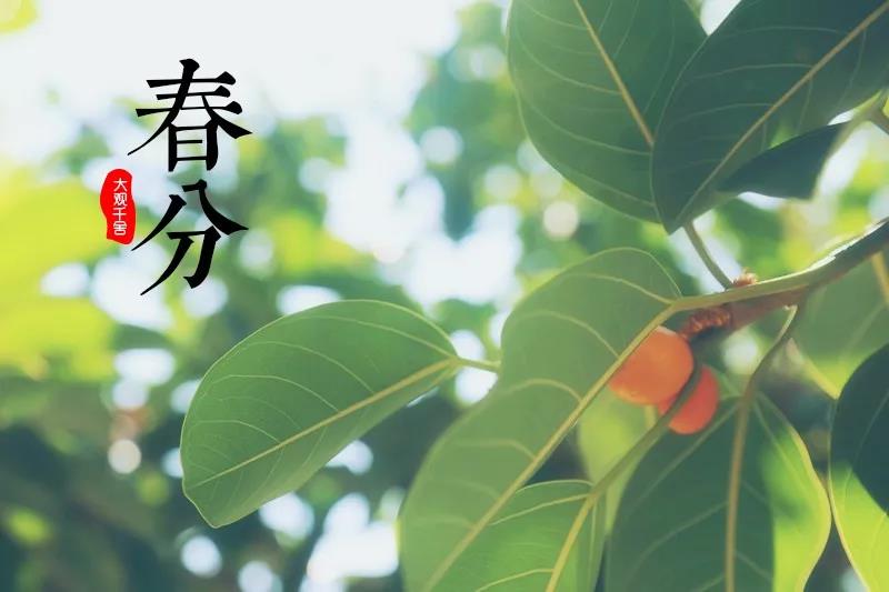 春分丨在最好的春光里，莫负自己，执着前行